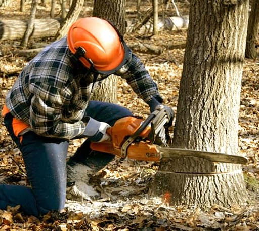 Tree Removal in Amorita, OK